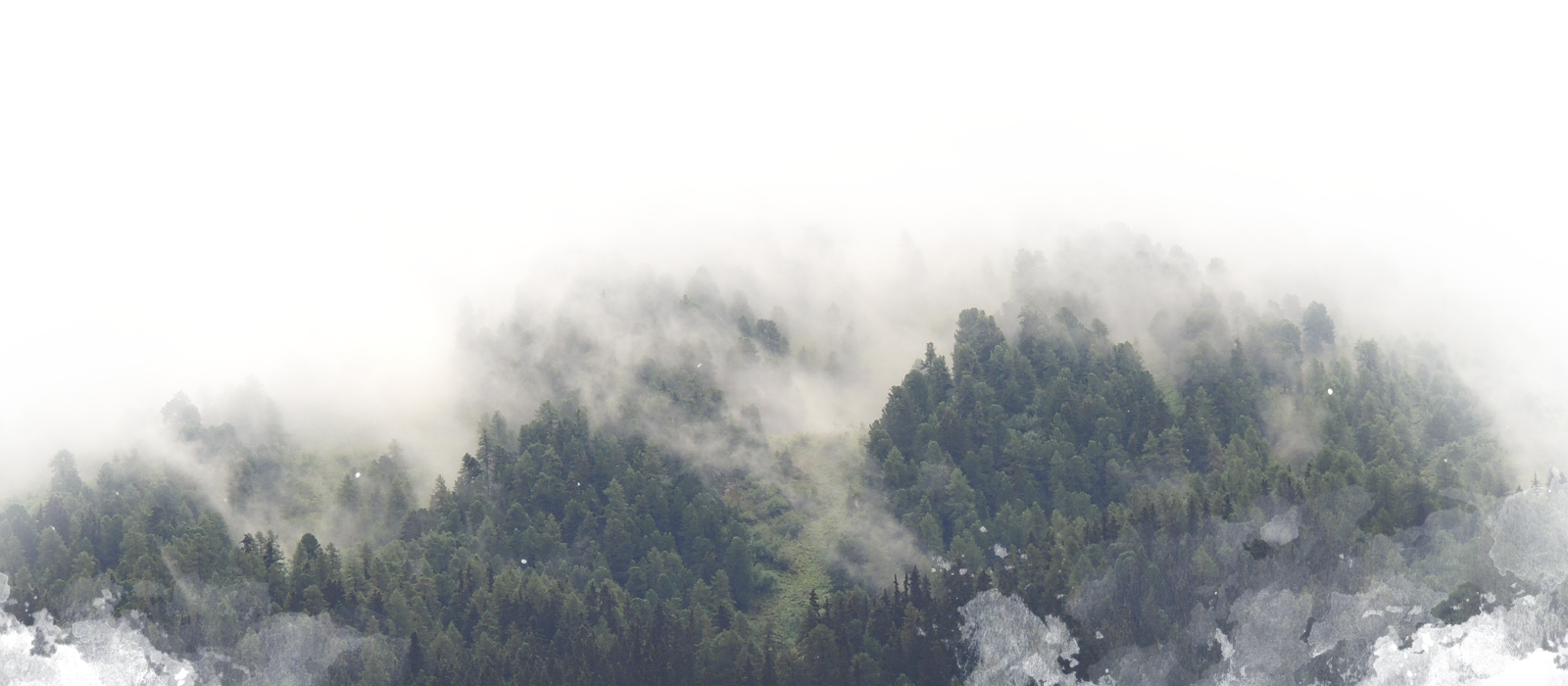 Wald im Nebel